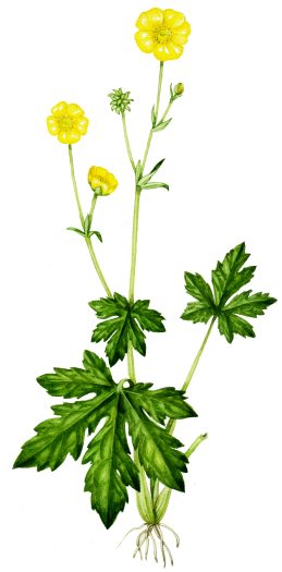 Meadow buttercup Ranunculus acris natural history illustration by Lizzie Harper