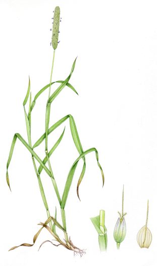 Meadow Foxtail Alopecurus pratensis natural history illustration by Lizzie Harper