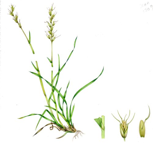 Meadow oat grass Avenula pratensis natural history illustration by Lizzie Harper