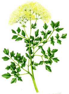 Meadow rue Thalictrum flavum