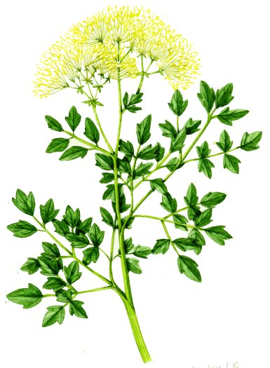 Meadow rue Thalictrum flavum natural history illustration by Lizzie Harper
