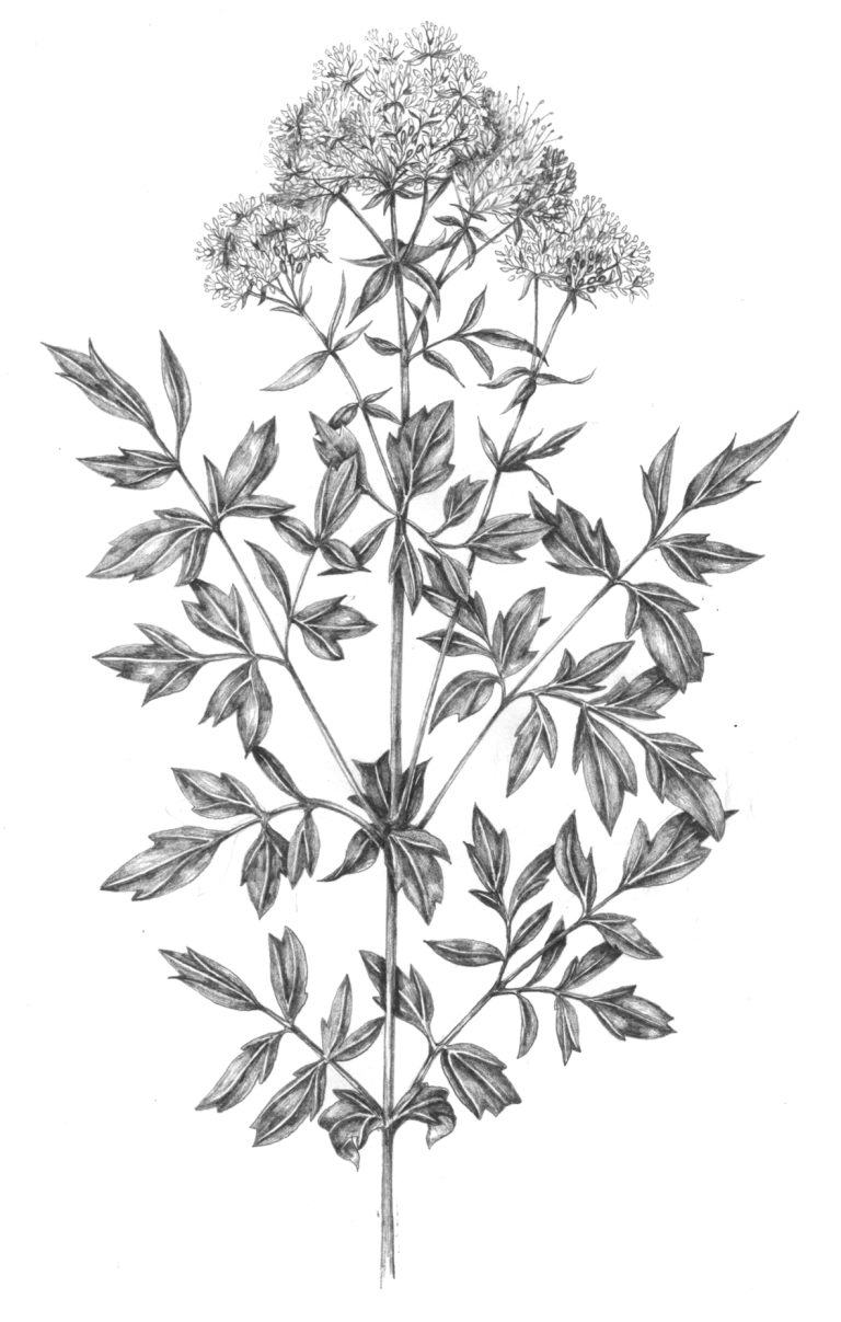 Meadow rue Thalictrum flavum pencil Lizzie Harper