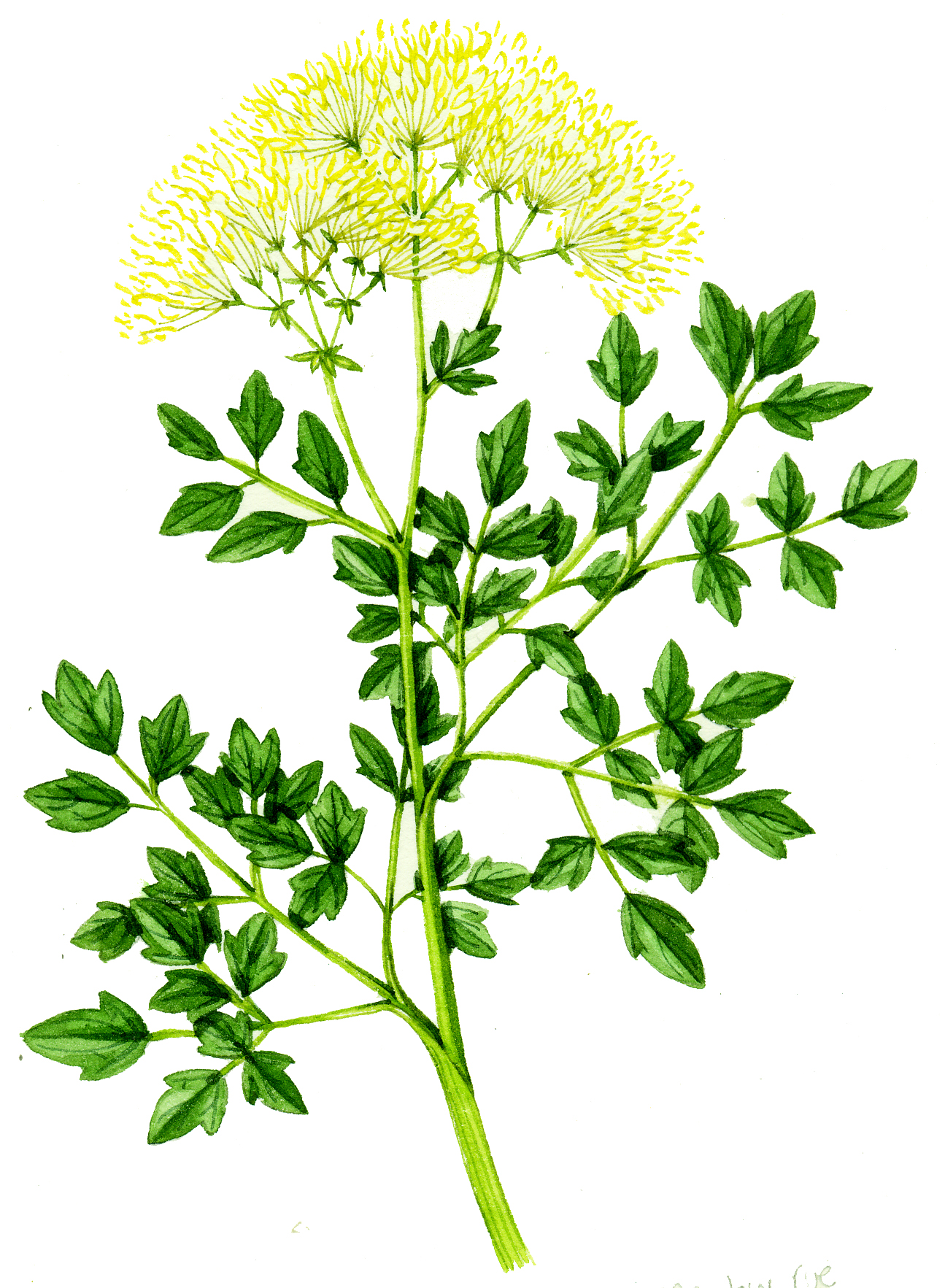 Meadow Rue Thalictrum Flavum - Lizzie Harper