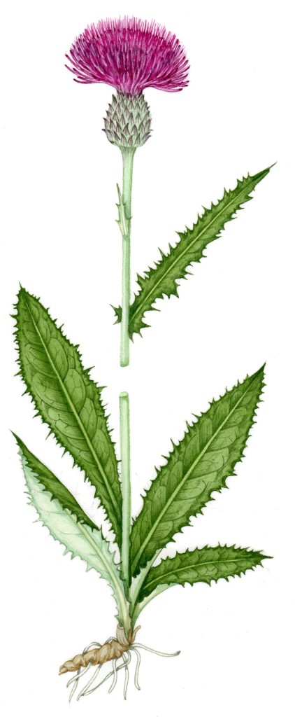 Meadow thistle Cirsium dissectum natural history illustration by Lizzie Harper