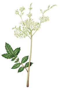 Meadowsweet Filipendula ulmaria 2