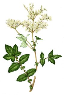 Meadowsweet Filipendula ulmaria