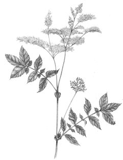 Meadowsweet Filipendula ulmaria Pencil