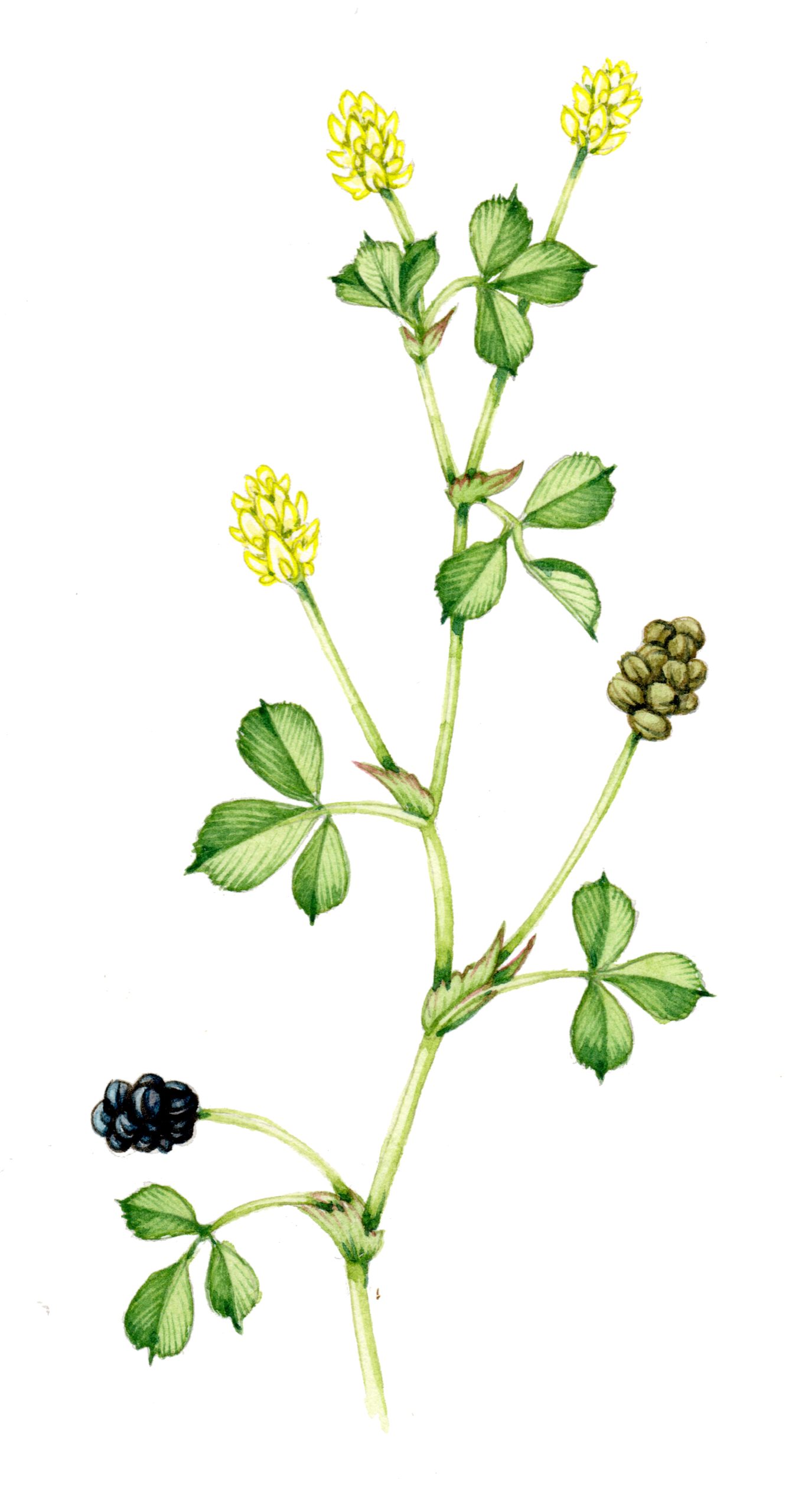 Black medick