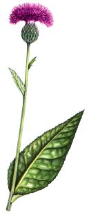 Meloncholy thistle Cirsium heterophyllum