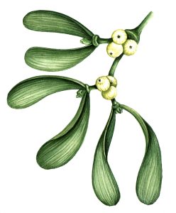 Mistletoe Viscum album natural history illustration by Lizzie Harper