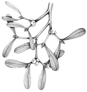 Mistletoe Viscum album Pencil