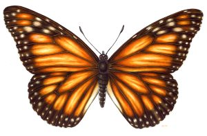 Monarch Danaus plexippus butterfly natural history illustration by Lizzie Harper