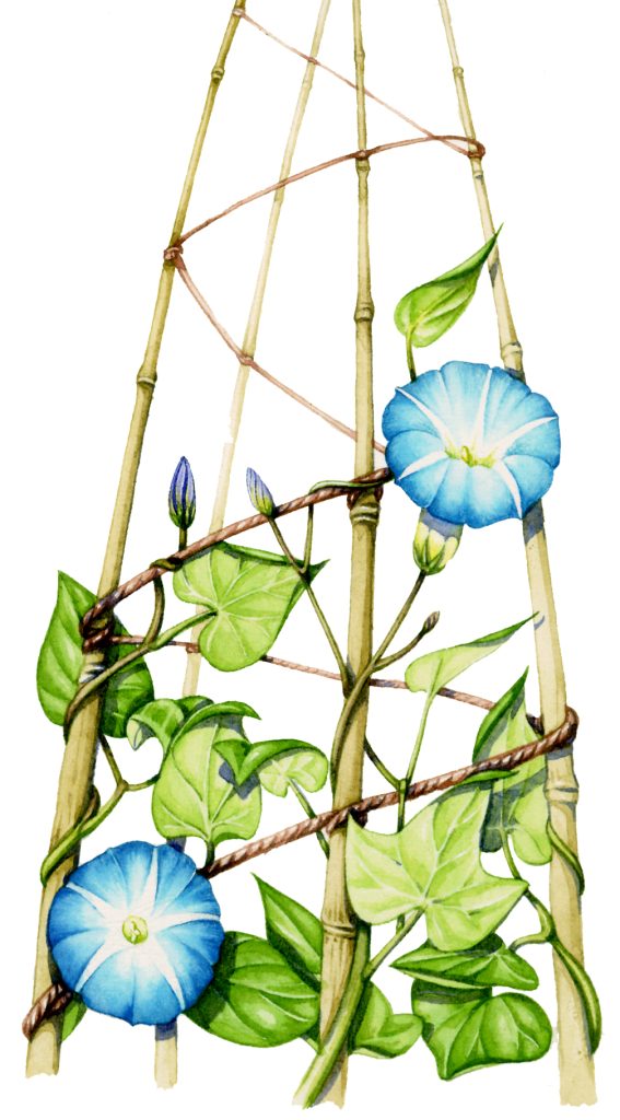 Morning glory Ipomoea purpurea natural history illustration by Lizzie Harper