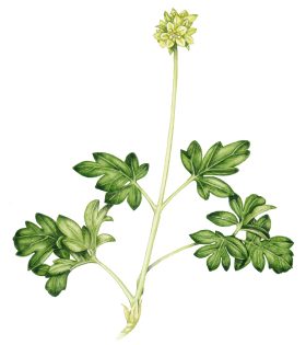 Town clock Adoxa moschatellina