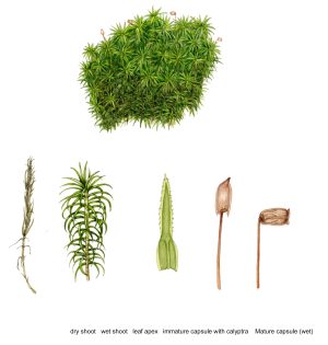 Common haircap moss Polytrichum commune