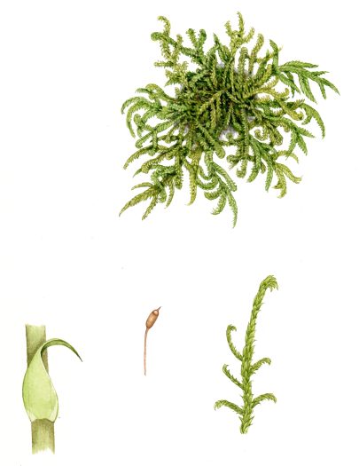 Cypress leaved Plait moss Hypnum cupressiforme natural history illustration by Lizzie Harper