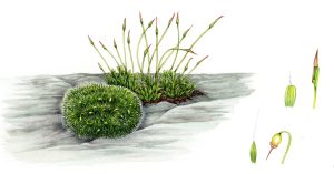 Grimmia pulvinata and Tortula muralis moss natural history illustration by Lizzie Harper