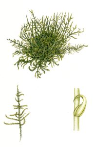 Heath Plait moss Hypnum jutlandicum natural history illustration by Lizzie Harper
