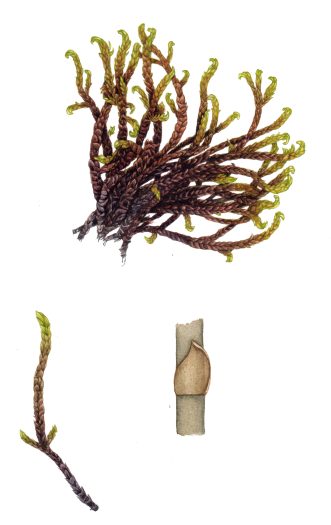 Hooked Scorpion moss Scorpidium scorpioides natural history illustration by Lizzie Harper