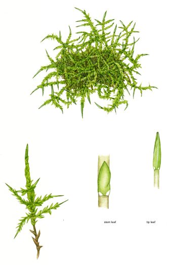 Pointed Spear moss Calliergonella cuspidata natural history illustration by Lizzie Harper