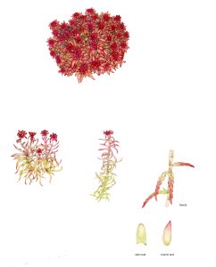 Red bog moss Sphagnum capillifolium ssp rubellum natural history illustration by Lizzie Harper
