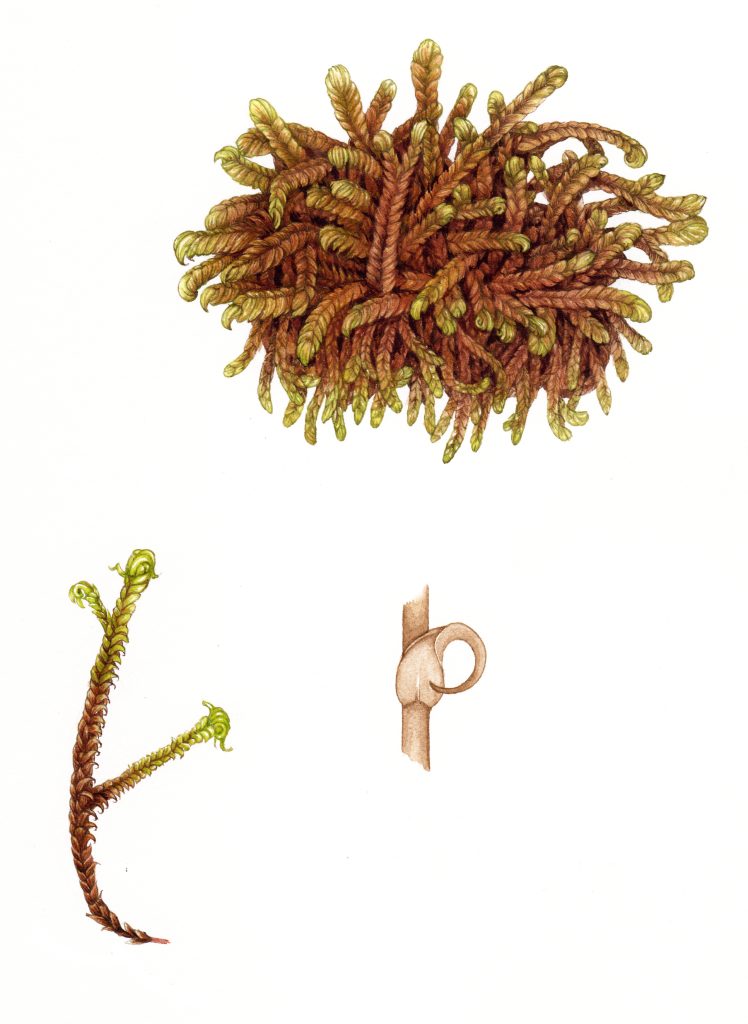 Rusty Hook moss Scorpidium revolvens natural history illustration by Lizzie Harper