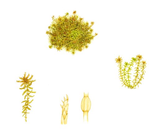 Soft bog moss Sphagnum tenellum natural history illustration by Lizzie Harper