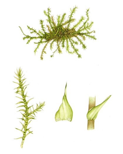 Yellow starry feather moss Campyllium stellatum natural history illustration by Lizzie Harper