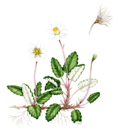Mountain avans Dryas octopetala natural history illustration by Lizzie Harper