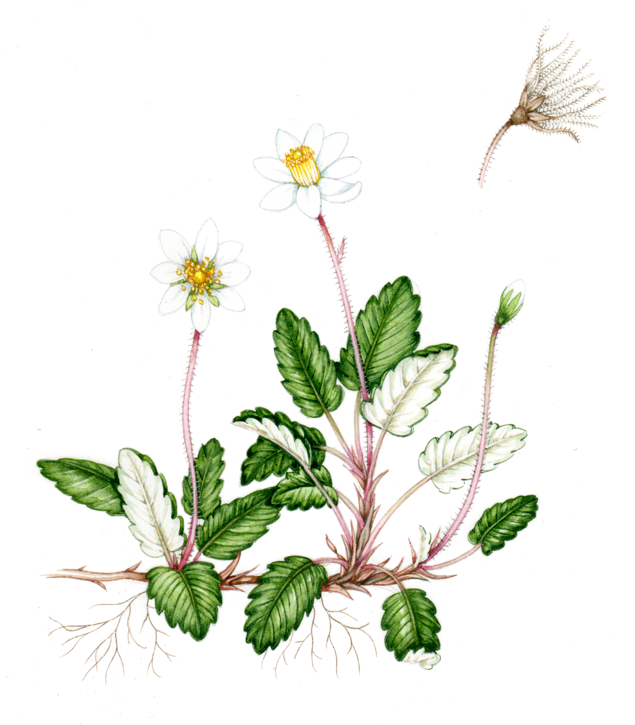 Mountain Avans Dryas Octopetala Lizzie Harper Mountain Avans Dryas Octopetala Lizzie Harper