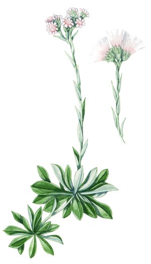 Mountain everlasting flower Antennaria dioica natural history illustration by Lizzie Harper