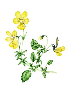 Mountain pansy Viola lutea natural history illustration by Lizzie Harper