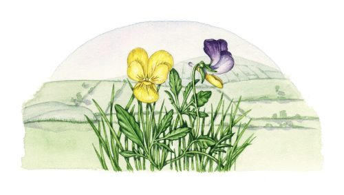 Mountain pansy Viola lutea natural history illustration by Lizzie Harper