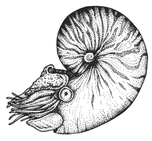 Nautilus pompilius natural history illustration by Lizzie Harper
