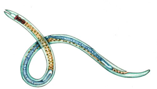 Nematode natural history illustration by Lizzie Harper