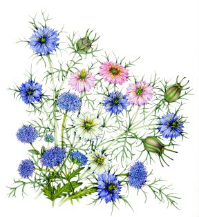 Nigella and Scabious bouquet