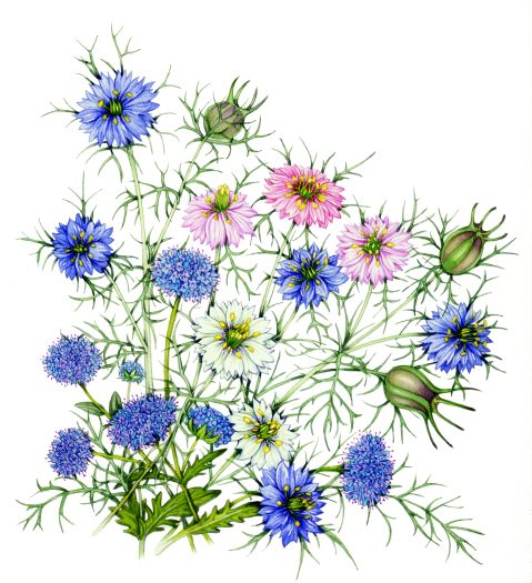 Nigella and Scabious bouquet natural history illustration by Lizzie Harper