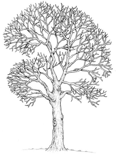 Oak Quercus robur natural history illustration by Lizzie Harper
