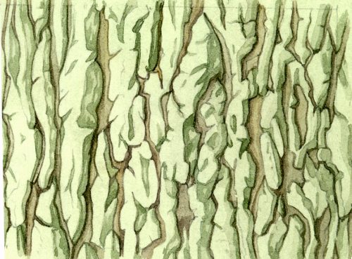 Oak bark Quercus robur natural history illustration by Lizzie Harper
