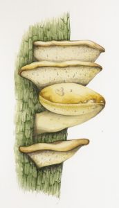 Oak polypore fungus piptoporus quercinus natural history illustration by Lizzie Harper