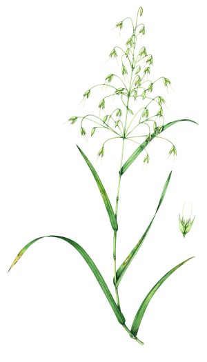 Oat grass Avena ludoviciana natural history illustration by Lizzie Harper