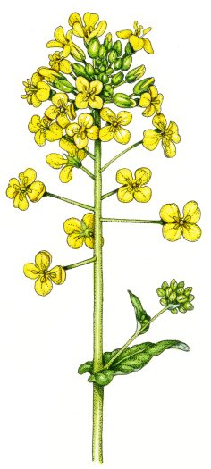 Oil seed rape flower Brassica napus natural history illustration by Lizzie Harper