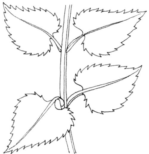 Opposite leaf diagram natural history illustration by Lizzie Harper