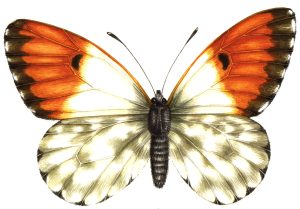 Orange Tip butterfly Anthocharis cardamines natural history illustration by Lizzie Harper