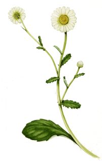 Oxeye daisy Leucanthemum vulgare