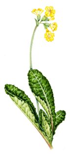 Oxlip Primula elatior