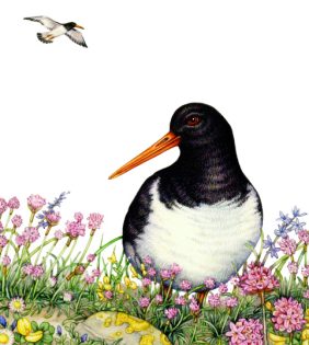 Oystercatcher Haematopus ostralegus