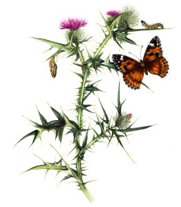 Painted lady Vanessa cardui butterfly natural history illustration by Lizzie Harper
