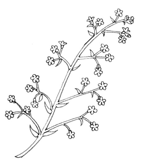 Diagram of a panicle natural history illustration by Lizzie Harper