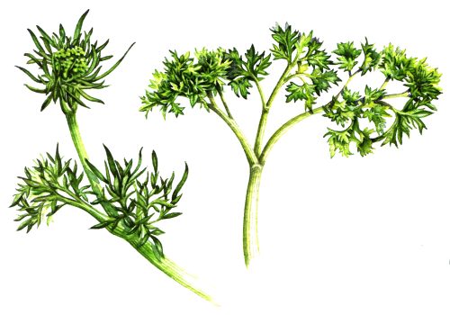 Parsley Petroselinum crispum natural history illustration by Lizzie Harper